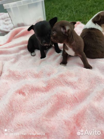 Девочки мини Чихуахуа