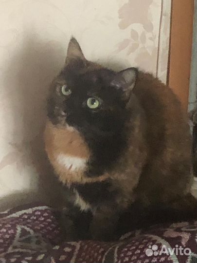 Кошки в добрые руки