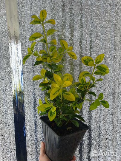 Бересклет Форчуна