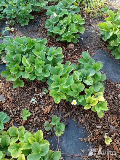 Кусты клубники