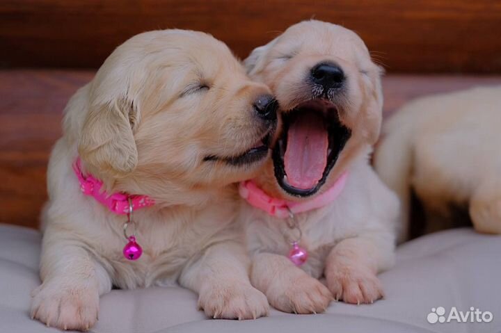 Щенки ретривера