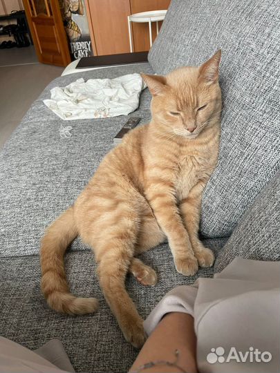 Ищем дом семейному коту