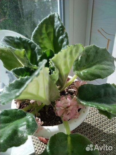 Фиалка цветущая