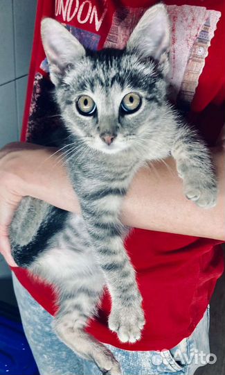 Котенок 3 мес в любящие руки