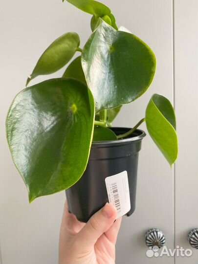 Пеперомия рейндроп