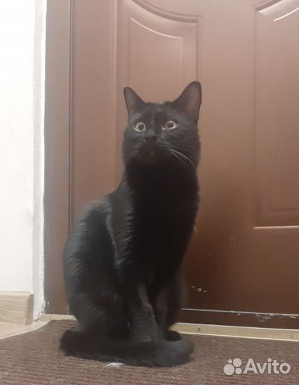 Чёрный кот
