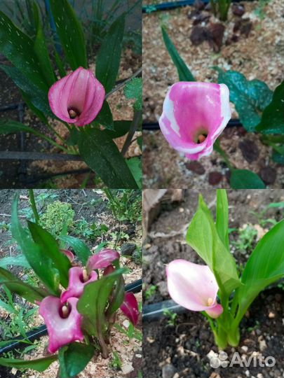 Клубни Калл и семена