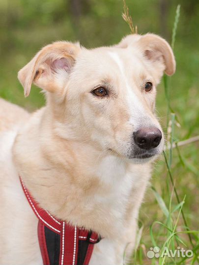 Домашняя собачка ждёт в приюте