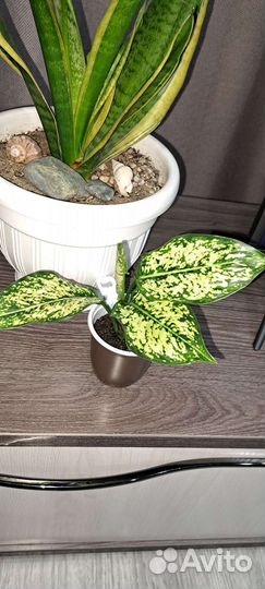 Аглаонема Фридман,фёрст даймонд