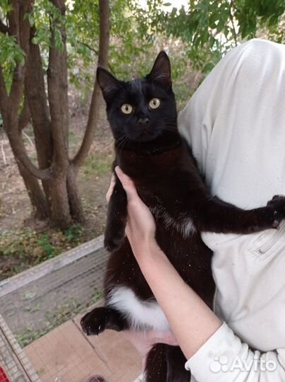 Котенок