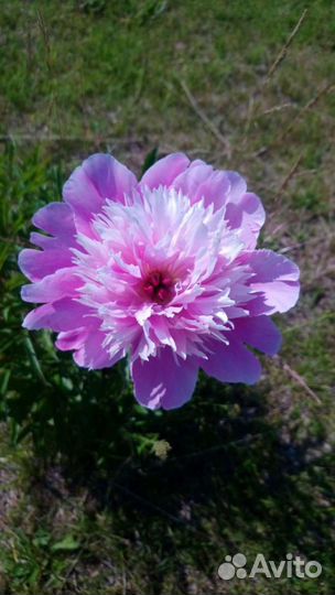 Деленки пион розовый махровый корни Сара Бернар