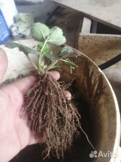 Рассада клубники