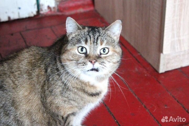 Кошка в дар