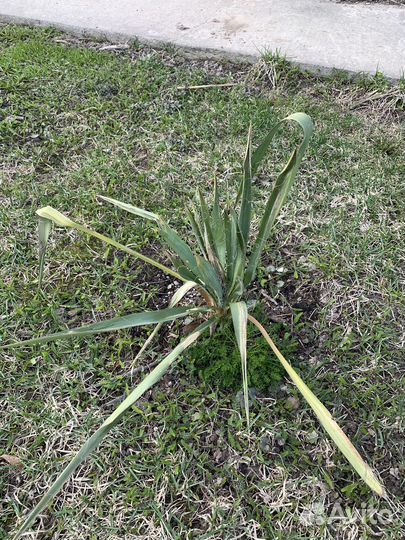 Юкка нитчатая