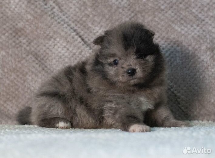 Шпиц мраморная красотка