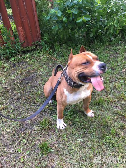 Амстафф вязка