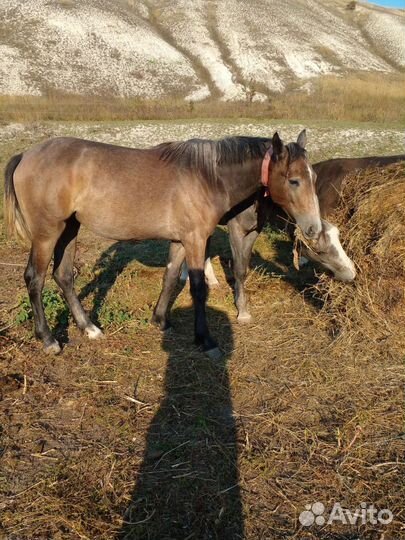 Корова, лошадь