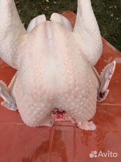 Мясо индюка