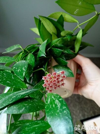 Хойя Грацилисс