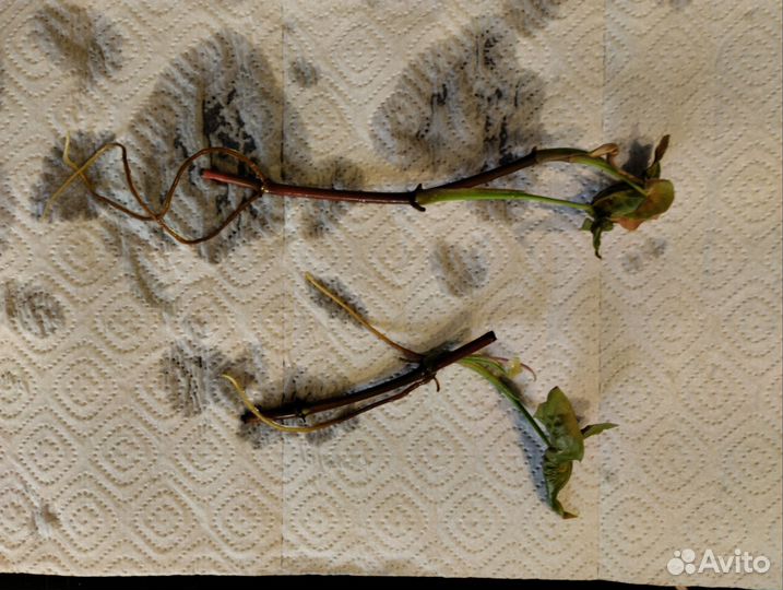 Комнатные растения, ростки