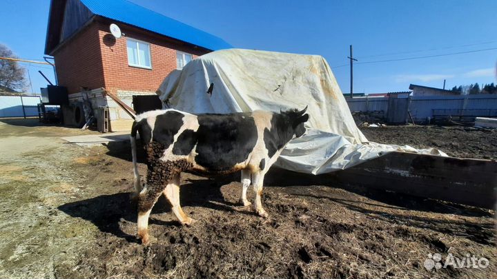 Бык 2,2 года