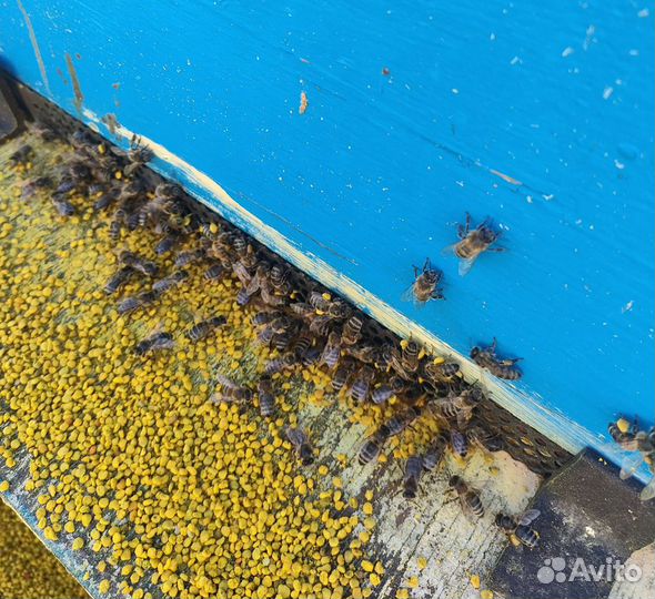 Пыльца пчелиная 2024г
