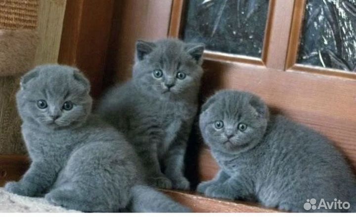Шотландские котятки