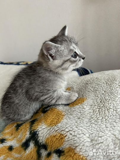 Котенок мальчик от британской кошки