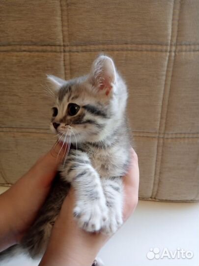 Шотландская кошечка