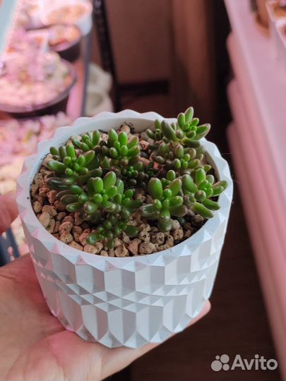 Суккуленты