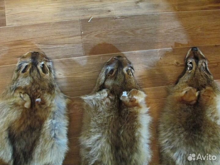 Шкура волка