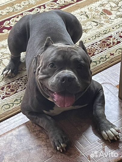 Американский булли вязка