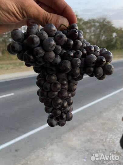 Виноград