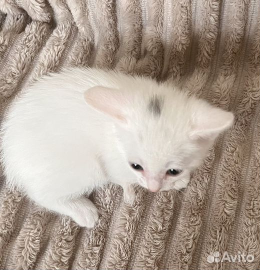 Отдадим котят