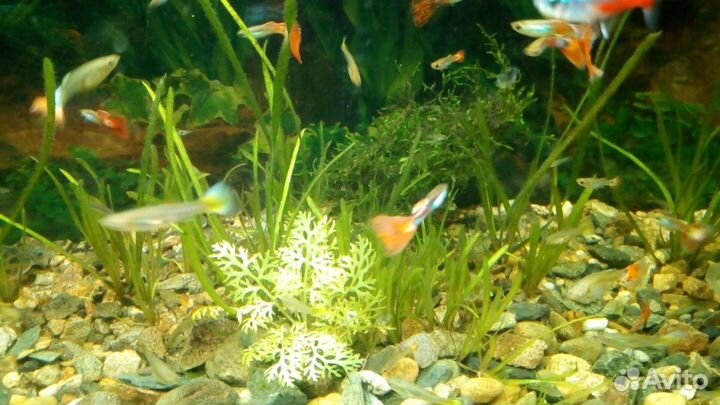 Гуппи вуалевые, Эндлера