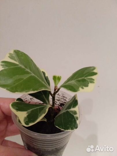 Редкие сортовые фикусы