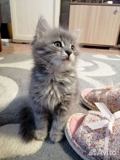 Кошки в добрые руки