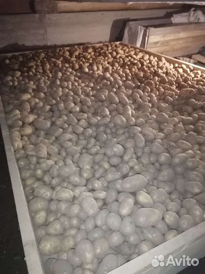 Продам картофель