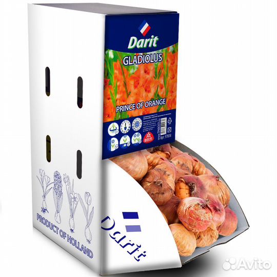 Гладиолус Принц оф Оранж Gladiolus Prince of Orang