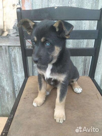 Щенки хаски метис