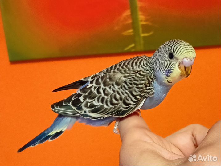 Волнистый попугай птенцы