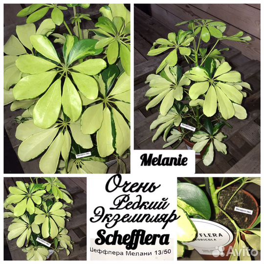 Хамедорея/шеффлера/аспарагус/кодиеум