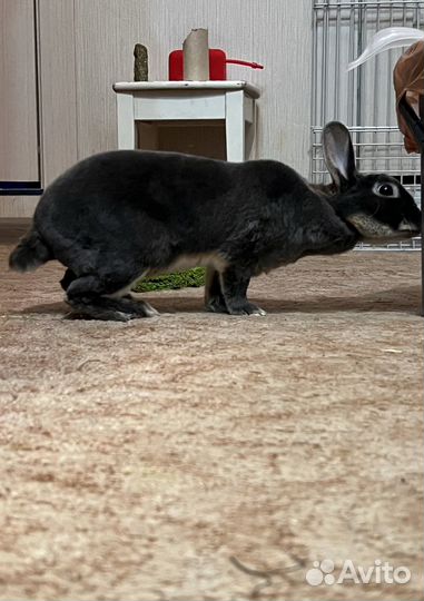 Вязка кроликов