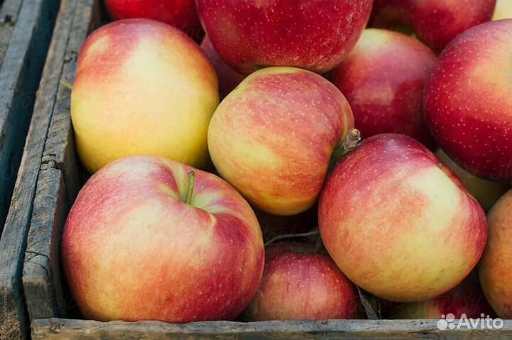 Яблоки урожай 2023