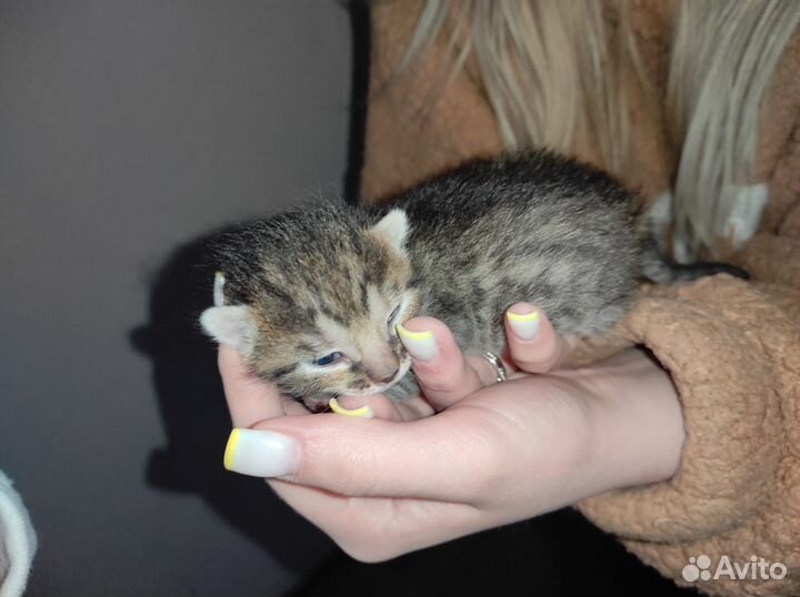 Кошка в дар