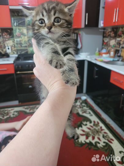 Котята