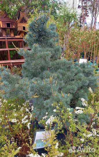 Сосна Негиши