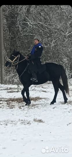 Лошадь жеребец