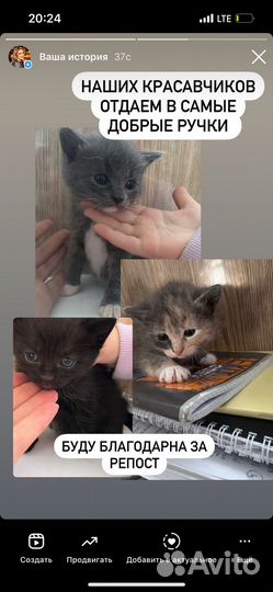 Котята в добрые руки 1 месяц