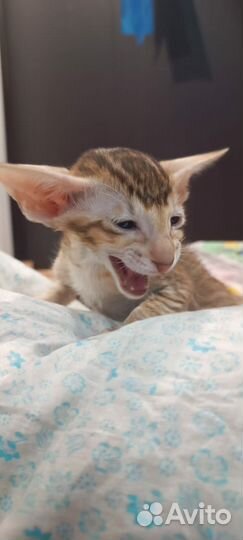 Ориентальные котята